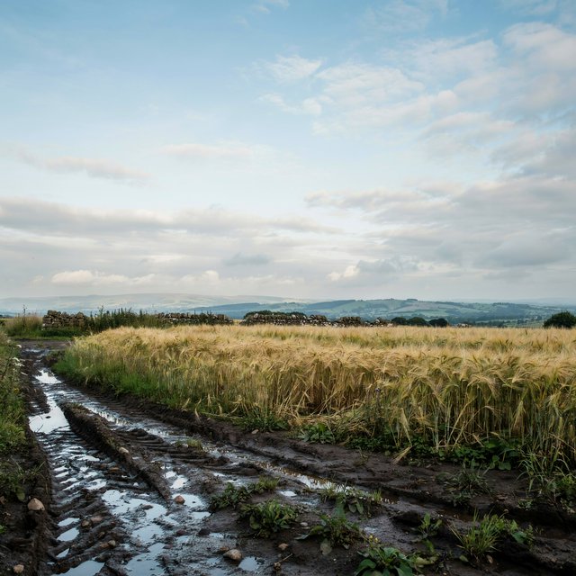 Golden barley fields ripple beneath a vast sky as a cool morning breeze follows overnight showers; muddy tractor furrows glisten in the foreground, guiding the eye past a weathered stone boundary toward low hills under broken clouds. — Model 8