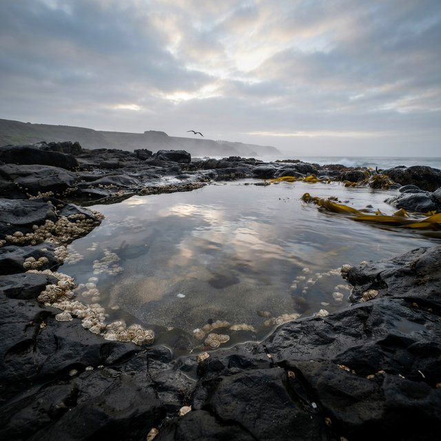 At dawn on a rugged basalt shore, a tide pool mirrors clearing rain clouds; translucent water reveals rippled sand, barnacle-crusted rock, and blurred kelp below the surface, with slick foreground stone leading toward hazy coastal cliffs. — Ideogram v4
