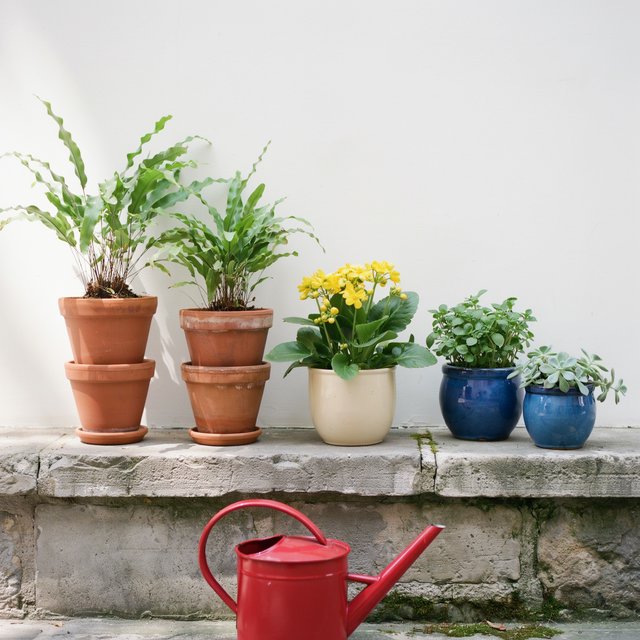 Exactly five potted plants stand on a stone ledge: two tall green ferns on the left, one flowering yellow plant in the center, and two small blue pots on the right. A red watering can sits below, nothing else. — Ideogram v4