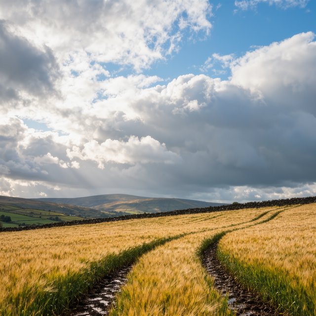 Golden barley fields ripple beneath a vast sky as a cool morning breeze follows overnight showers; muddy tractor furrows glisten in the foreground, guiding the eye past a weathered stone boundary toward low hills under broken clouds. — Model 10
