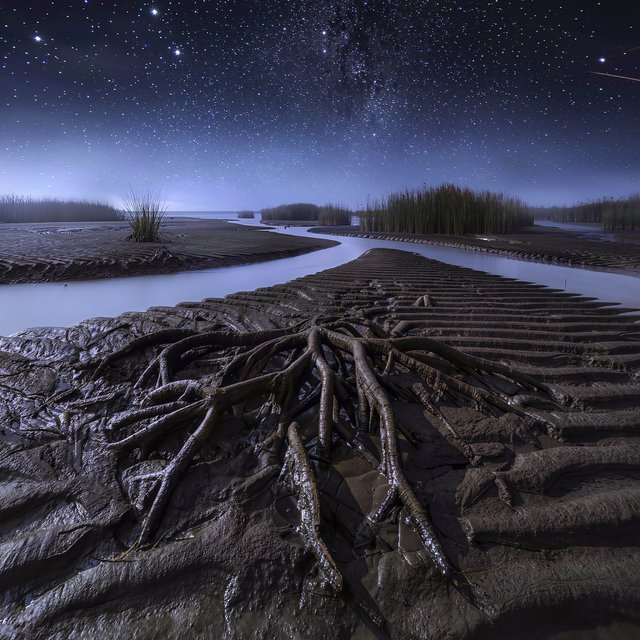 A mangrove delta spreads beneath a star-filled midnight sky after a humid shower; rain-beaded roots and fine silt ridges sharpen the foreground, while winding channels vanish among distant reed islands. — Model 9