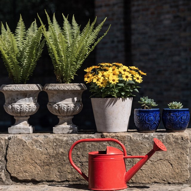 Exactly five potted plants stand on a stone ledge: two tall green ferns on the left, one flowering yellow plant in the center, and two small blue pots on the right. A red watering can sits below, nothing else. — Recraft v4