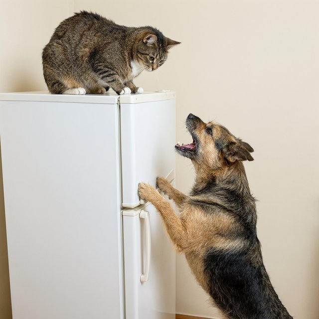 A cat sits on the top of a refrigerator calmly looking down at a barking dog. The dog is on his hind legs leaning on the fridge barking at the cat. — Qwen Image 3.0 Pro