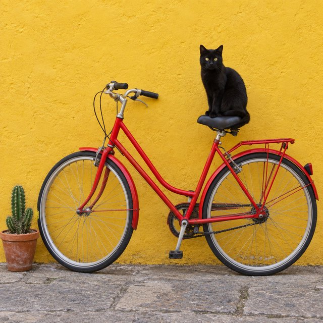 A red bicycle leaning against a yellow wall, a black cat sitting on the bicycle's saddle, a small potted cactus to the left of the bicycle. — GPT Image 2.5 Flare