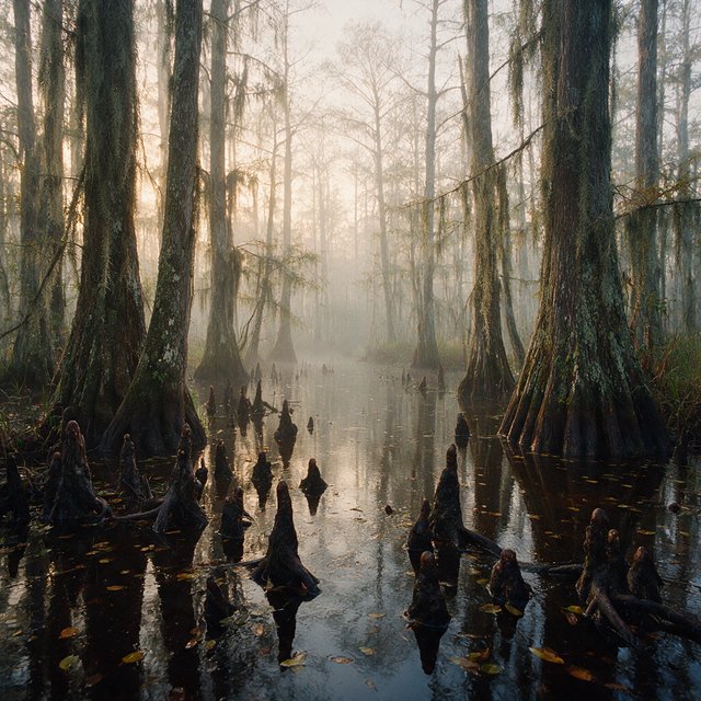 A cypress swamp at foggy sunrise after overnight drizzle, dark tea-colored water threading between moss-draped trunks; slick root knees and floating leaves lead toward pale trees disappearing into layered mist. — Seedream 5.0 Pro