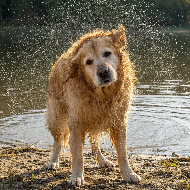 A wet golden retriever shaking off water on a lakeshore, droplets frozen mid-air, backlit by low sun, high shutter speed. — Qwen Image 3.0 Pro