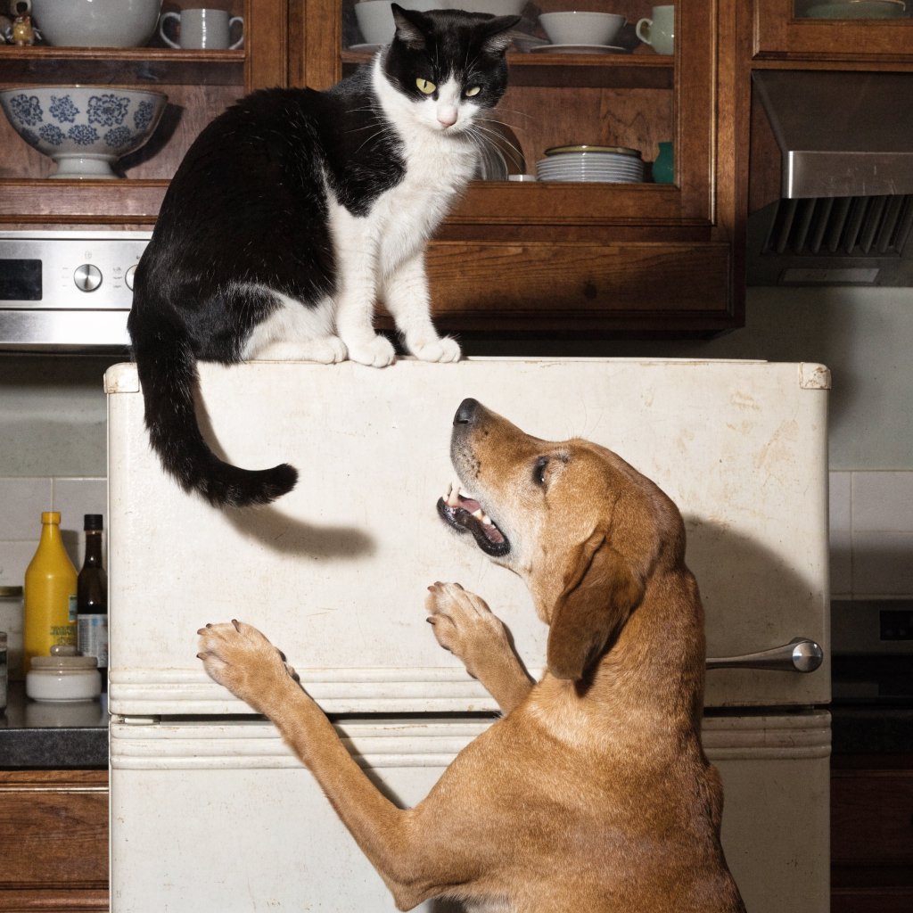 A cat sits on the top of a refrigerator calmly looking down at a barking dog. The dog is on his hind legs leaning on the fridge barking at the cat. — Recraft v4