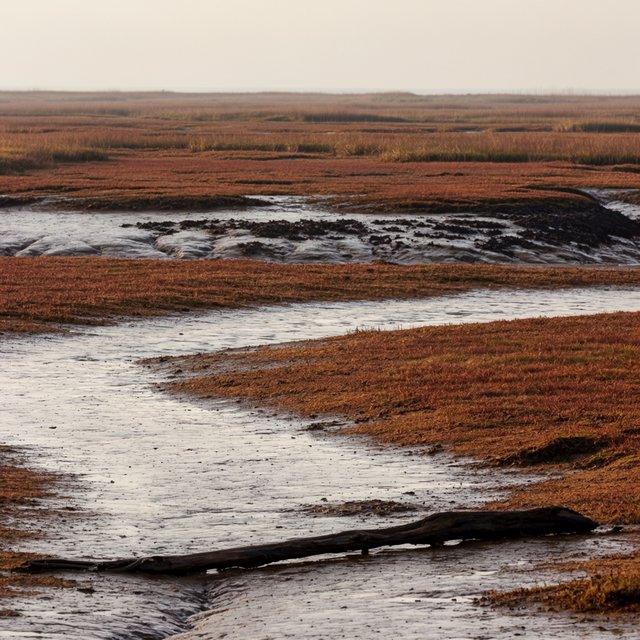 An expansive salt marsh at low tide under a pale overcast afternoon, winding channels reflecting silver sky between russet grasses, a weathered driftwood branch in the foreground, distant reeds and receding mud ridges revealing layered depth and wet natural texture. — Krea 2 Large