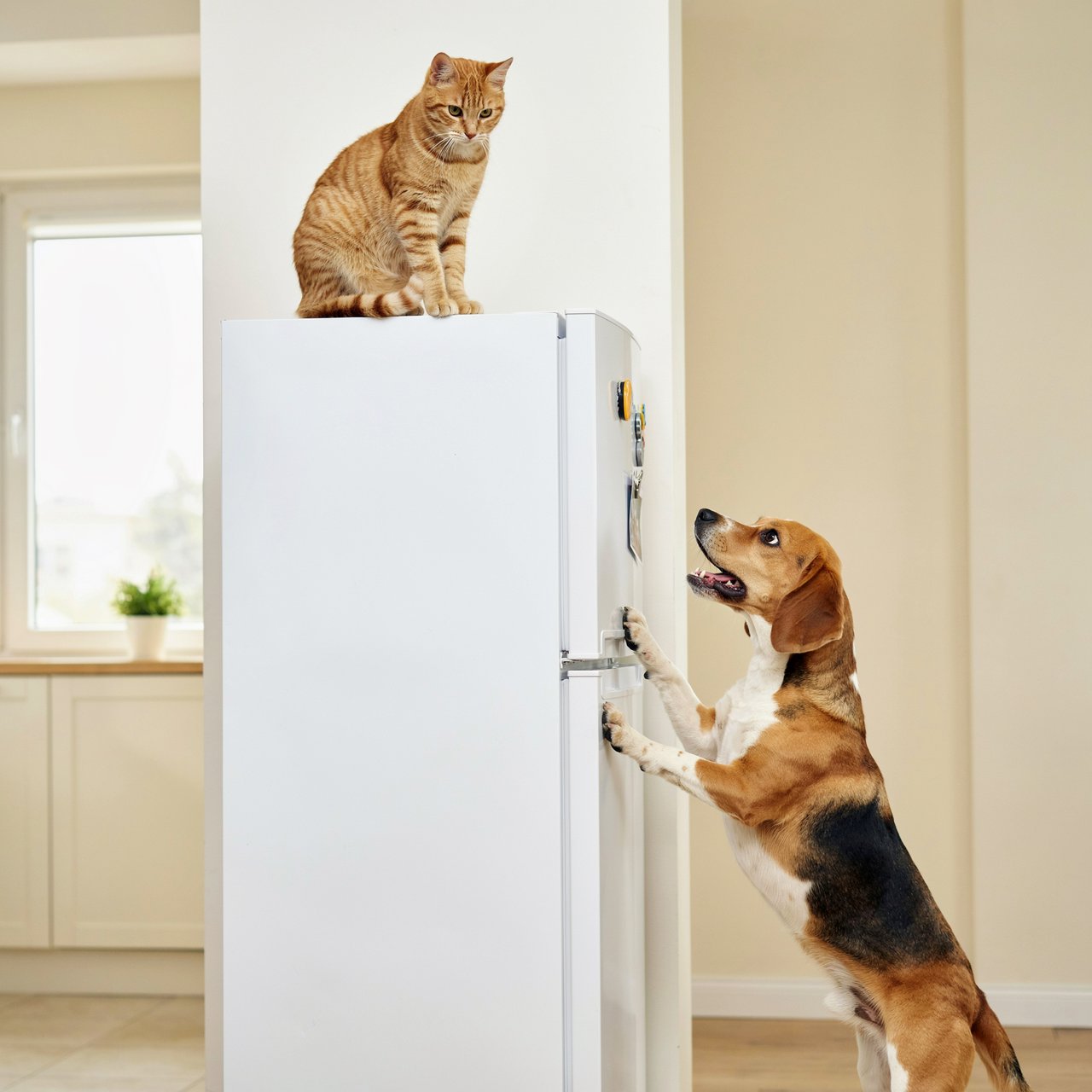 A cat sits on the top of a refrigerator calmly looking down at a barking dog. The dog is on his hind legs leaning on the fridge barking at the cat. — Ideogram v4.5
