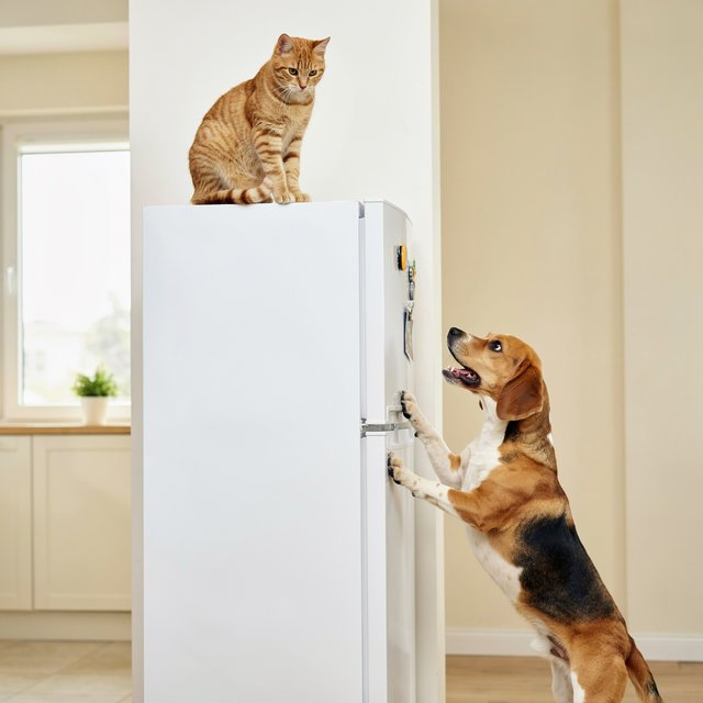 A cat sits on the top of a refrigerator calmly looking down at a barking dog. The dog is on his hind legs leaning on the fridge barking at the cat. — Ideogram v4.5