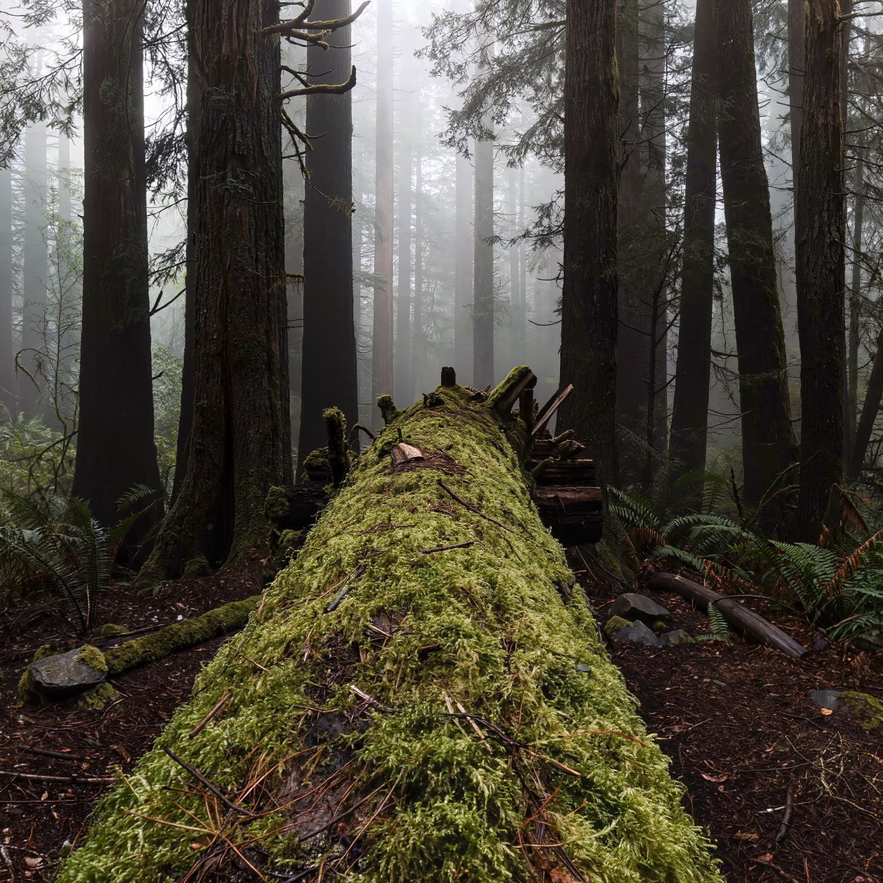 Old-growth temperate rainforest after rain, moss-covered fallen log, fog between the trunks, soft diffused light. — Kling v3