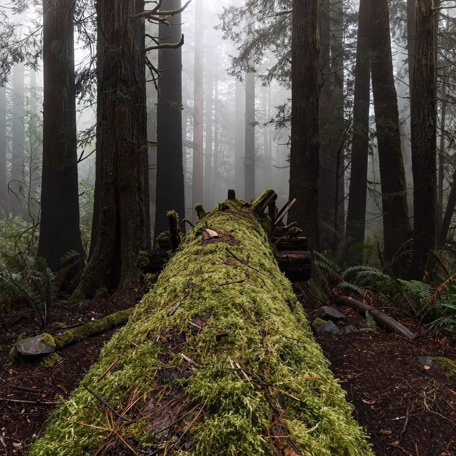 Old-growth temperate rainforest after rain, moss-covered fallen log, fog between the trunks, soft diffused light. — Kling v3