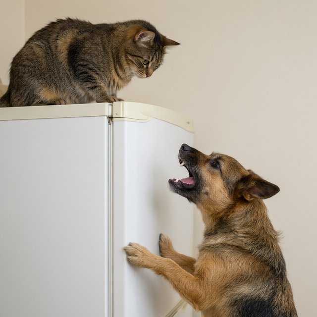A cat sits on the top of a refrigerator calmly looking down at a barking dog. The dog is on his hind legs leaning on the fridge barking at the cat. — Qwen Image 3.0