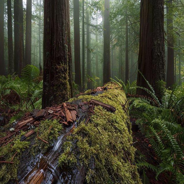 Between cedar trunks, a moss-covered fallen giant bridges a fern-filled ravine in steady dawn drizzle; shredded bark, rain-dark lichen, and tiny rivulets stand crisp nearby while successive trees dissolve into green mist. — Kling v3