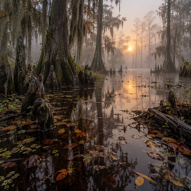 A cypress swamp at foggy sunrise after overnight drizzle, dark tea-colored water threading between moss-draped trunks; slick root knees and floating leaves lead toward pale trees disappearing into layered mist. — GPT Image 2.5 Sunburst