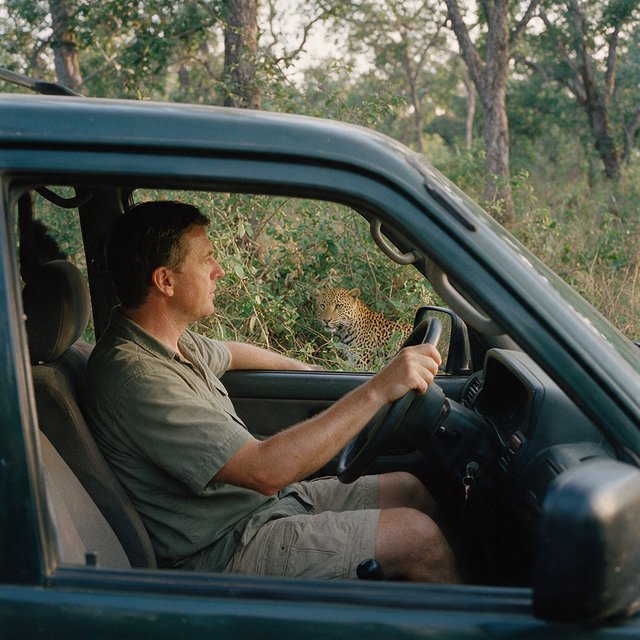 An adult on a jungle safari in his car, with a leopard lurking behind him in the bushes — Seedream 5.0 Pro