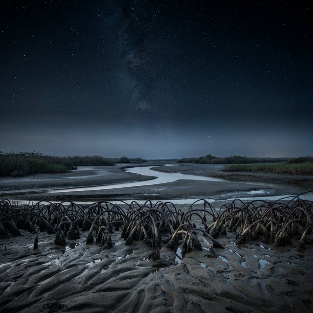 A mangrove delta spreads beneath a star-filled midnight sky after a humid shower; rain-beaded roots and fine silt ridges sharpen the foreground, while winding channels vanish among distant reed islands. — Model 8
