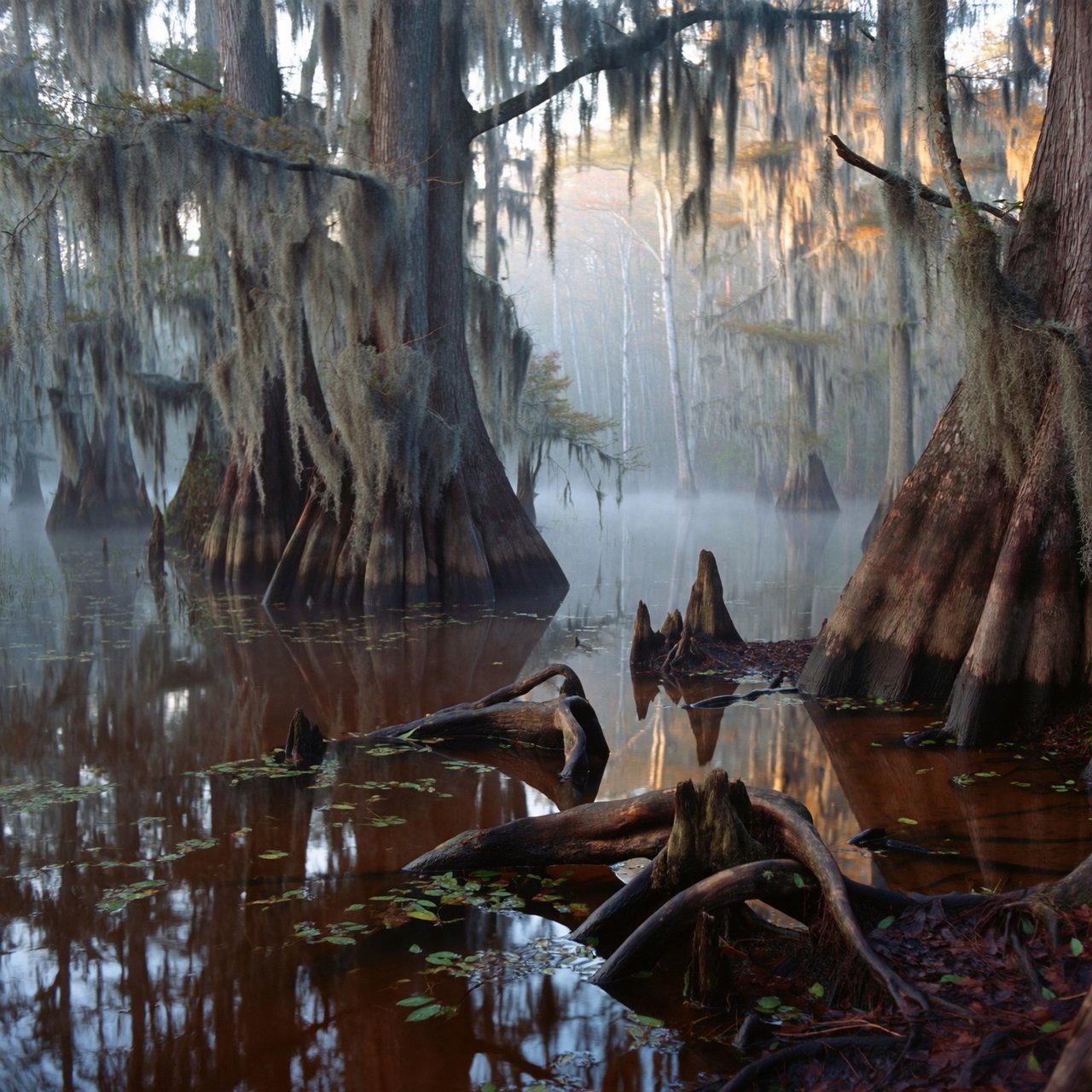 A cypress swamp at foggy sunrise after overnight drizzle, dark tea-colored water threading between moss-draped trunks; slick root knees and floating leaves lead toward pale trees disappearing into layered mist. — ImagineArt 2