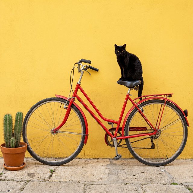 A red bicycle leaning against a yellow wall, a black cat sitting on the bicycle's saddle, a small potted cactus to the left of the bicycle. — Qwen Image 3.0 Pro