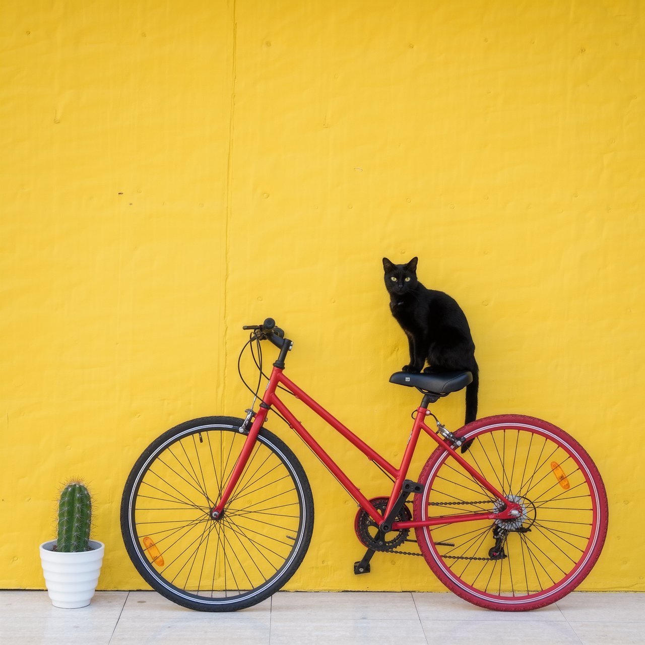 A red bicycle leaning against a yellow wall, a black cat sitting on the bicycle's saddle, a small potted cactus to the left of the bicycle. — Kling v3 Omni