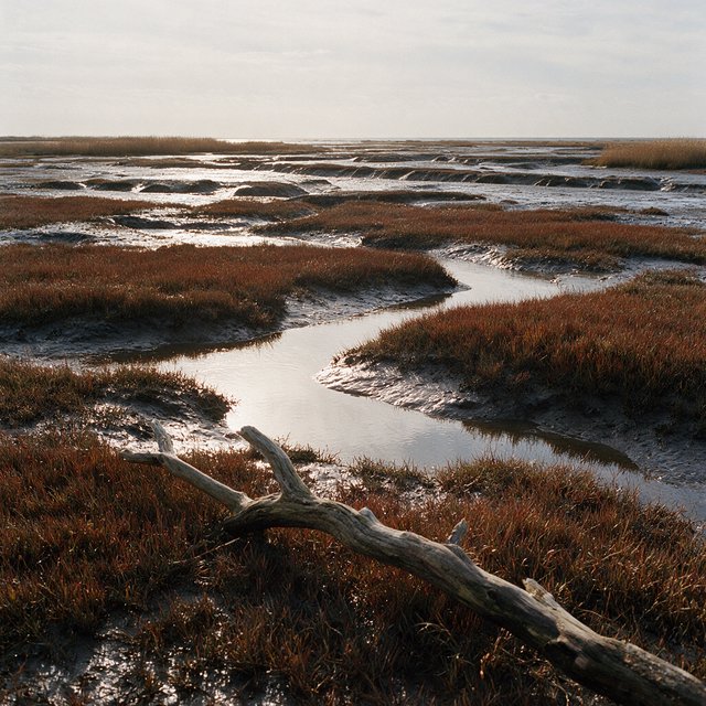 An expansive salt marsh at low tide under a pale overcast afternoon, winding channels reflecting silver sky between russet grasses, a weathered driftwood branch in the foreground, distant reeds and receding mud ridges revealing layered depth and wet natural texture. — Seedream 5.0 Pro