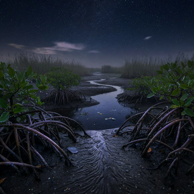 A mangrove delta spreads beneath a star-filled midnight sky after a humid shower; rain-beaded roots and fine silt ridges sharpen the foreground, while winding channels vanish among distant reed islands. — Model 6