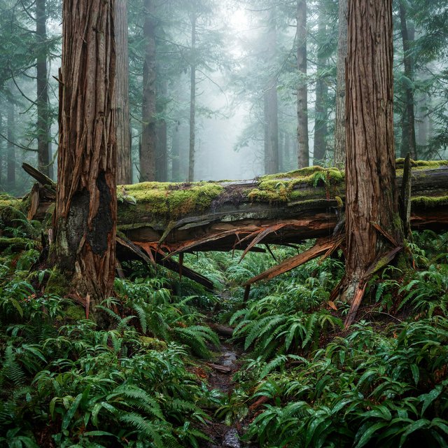 Between cedar trunks, a moss-covered fallen giant bridges a fern-filled ravine in steady dawn drizzle; shredded bark, rain-dark lichen, and tiny rivulets stand crisp nearby while successive trees dissolve into green mist. — Ideogram v4.5