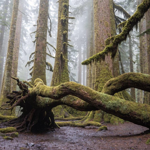 Old-growth temperate rainforest after rain, moss-covered fallen log, fog between the trunks, soft diffused light. — Recraft v4