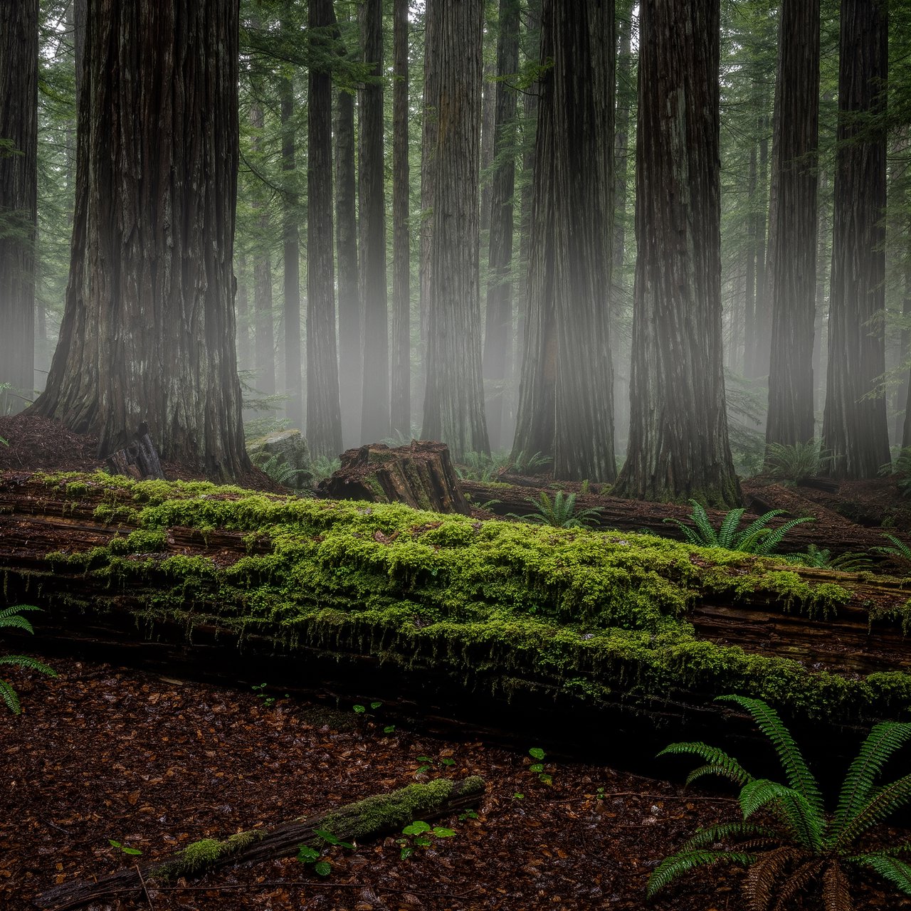 Old-growth temperate rainforest after rain, moss-covered fallen log, fog between the trunks, soft diffused light. — Kling v3 Omni