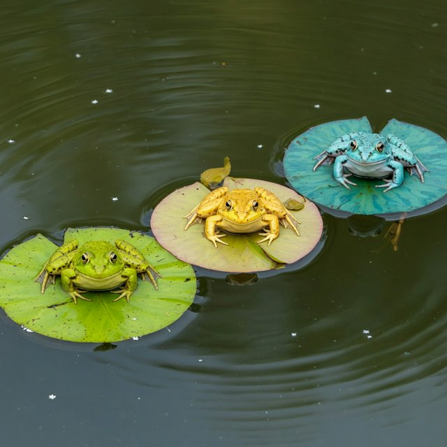 A still pond holds exactly three frogs on separate lily pads: a lime-green frog at the left, a golden-yellow frog in the center, and a turquoise frog at the right. All face forward; nothing else. — Model 6