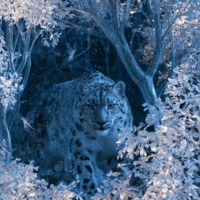 A majestic snow leopard, its fur shimmering with an internal bioluminescent glow, stalks through a frozen, enchanted forest. Crystalline trees with glowing, frost-covered leaves create a magical winter wonderland. Tiny, winged sprites flit between the branches, leaving trails of stardust. The image should capture the essence of a fairytale winter scene with a touch of photorealism, emphasizing the mystical light and the creature's ethereal presence. — Model 13