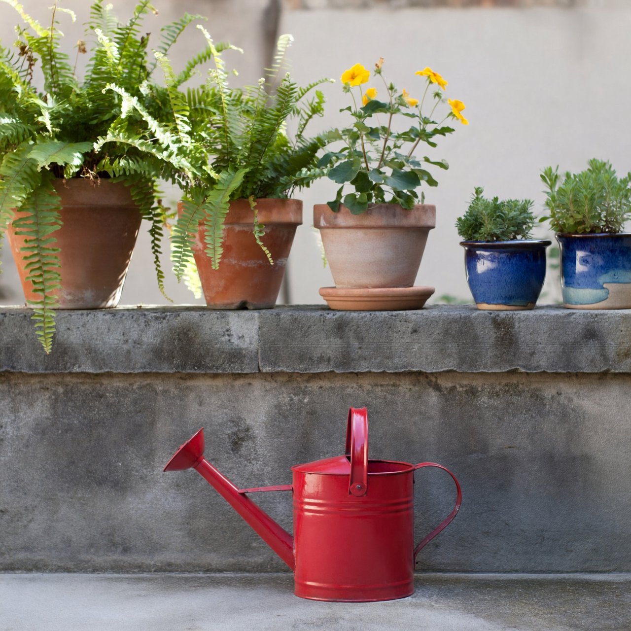 Exactly five potted plants stand on a stone ledge: two tall green ferns on the left, one flowering yellow plant in the center, and two small blue pots on the right. A red watering can sits below, nothing else. — ImagineArt 2