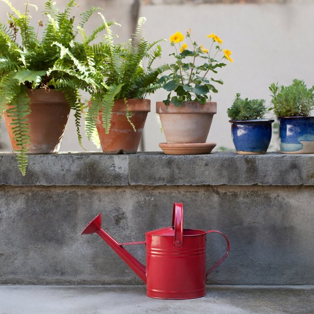 Exactly five potted plants stand on a stone ledge: two tall green ferns on the left, one flowering yellow plant in the center, and two small blue pots on the right. A red watering can sits below, nothing else. — ImagineArt 2
