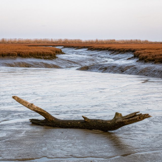 An expansive salt marsh at low tide under a pale overcast afternoon, winding channels reflecting silver sky between russet grasses, a weathered driftwood branch in the foreground, distant reeds and receding mud ridges revealing layered depth and wet natural texture. — Kling v3 Omni