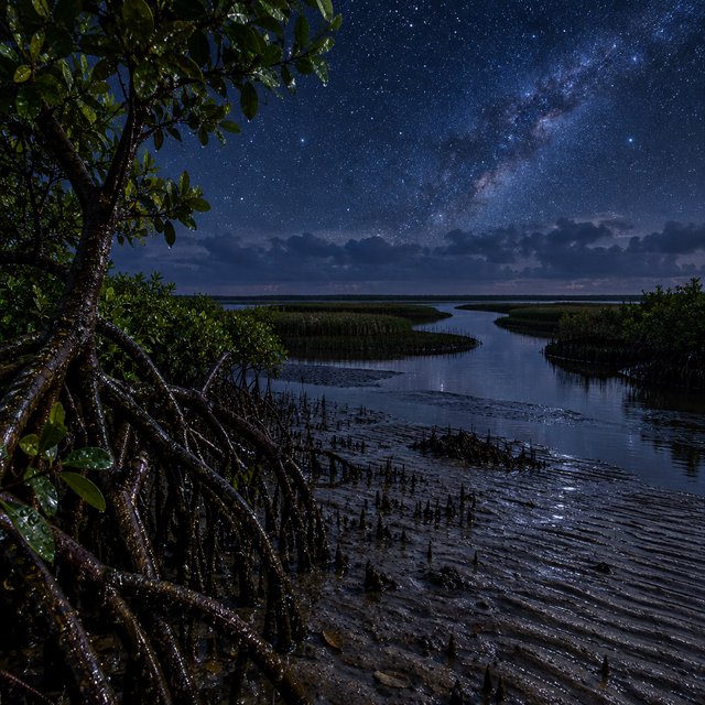A mangrove delta spreads beneath a star-filled midnight sky after a humid shower; rain-beaded roots and fine silt ridges sharpen the foreground, while winding channels vanish among distant reed islands. — Model 3