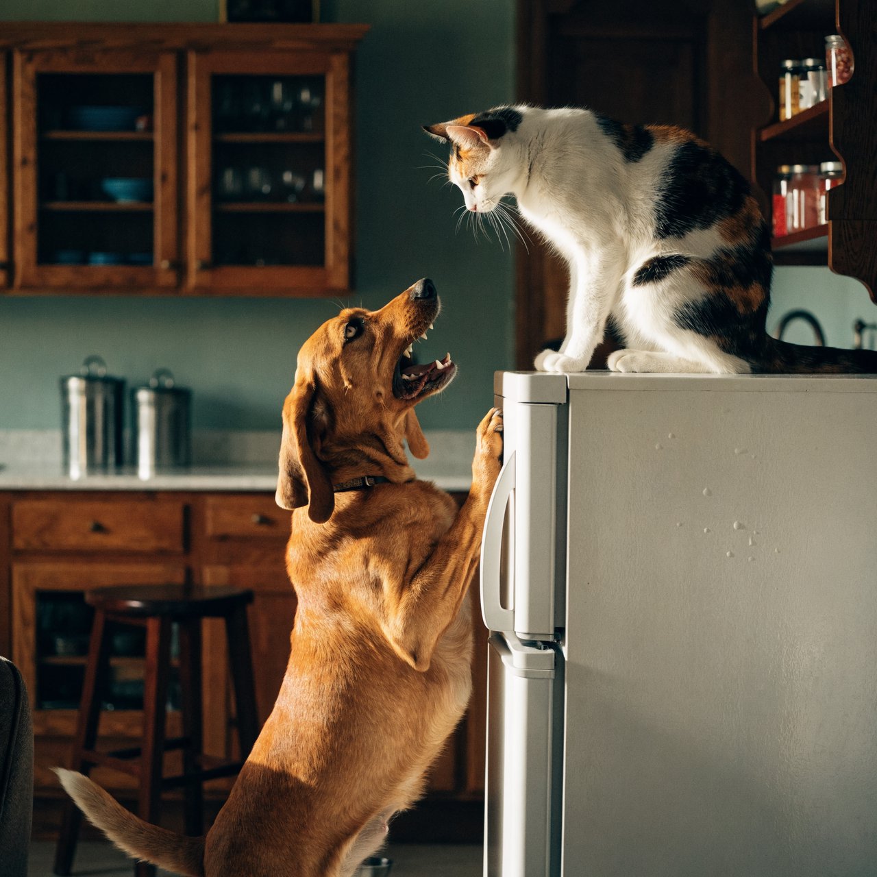 A cat sits on the top of a refrigerator calmly looking down at a barking dog. The dog is on his hind legs leaning on the fridge barking at the cat. — Recraft v4 Pro