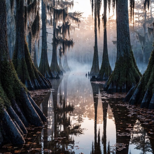 A cypress swamp at foggy sunrise after overnight drizzle, dark tea-colored water threading between moss-draped trunks; slick root knees and floating leaves lead toward pale trees disappearing into layered mist. — Recraft v4 Pro