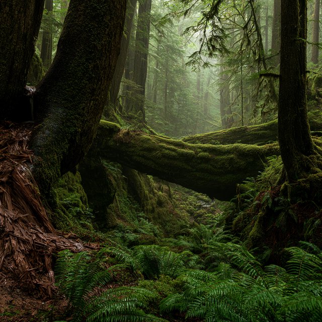 Between cedar trunks, a moss-covered fallen giant bridges a fern-filled ravine in steady dawn drizzle; shredded bark, rain-dark lichen, and tiny rivulets stand crisp nearby while successive trees dissolve into green mist. — Midjourney V8.2