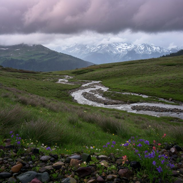 A windswept alpine meadow beneath heavy morning clouds, fresh rain darkening the grasses, a braided stream winding toward distant snowcapped peaks, tiny wildflowers and wet stones sharpening the foreground texture and layered depth. — Grok Imagine Image Quality