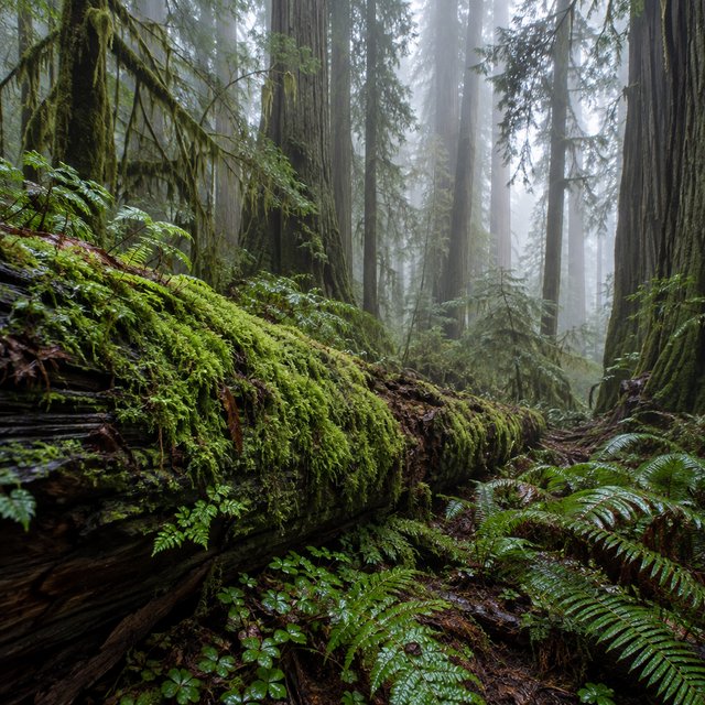 Old-growth temperate rainforest after rain, moss-covered fallen log, fog between the trunks, soft diffused light. — GPT Image 2.5 Sunburst