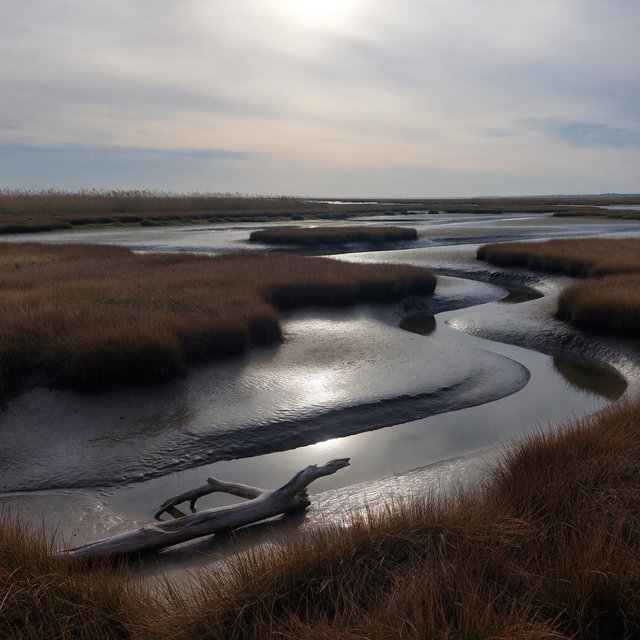 An expansive salt marsh at low tide under a pale overcast afternoon, winding channels reflecting silver sky between russet grasses, a weathered driftwood branch in the foreground, distant reeds and receding mud ridges revealing layered depth and wet natural texture. — ImagineArt 1.5 Pro