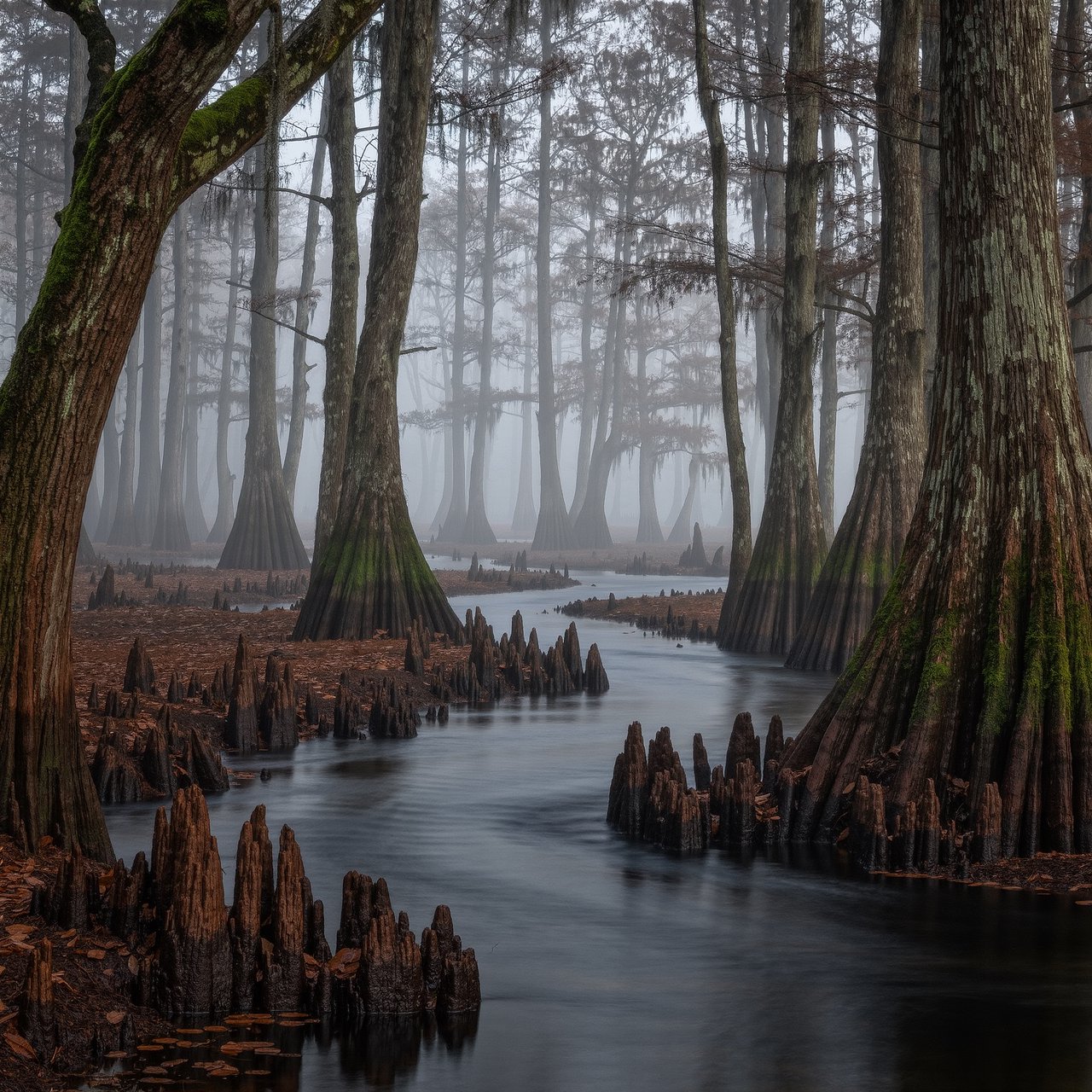 A cypress swamp at foggy sunrise after overnight drizzle, dark tea-colored water threading between moss-draped trunks; slick root knees and floating leaves lead toward pale trees disappearing into layered mist. — Kling v3 Omni