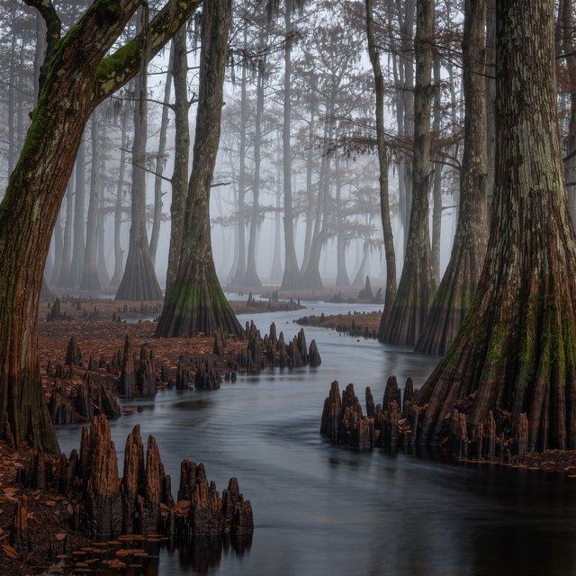 A cypress swamp at foggy sunrise after overnight drizzle, dark tea-colored water threading between moss-draped trunks; slick root knees and floating leaves lead toward pale trees disappearing into layered mist. — Kling v3 Omni
