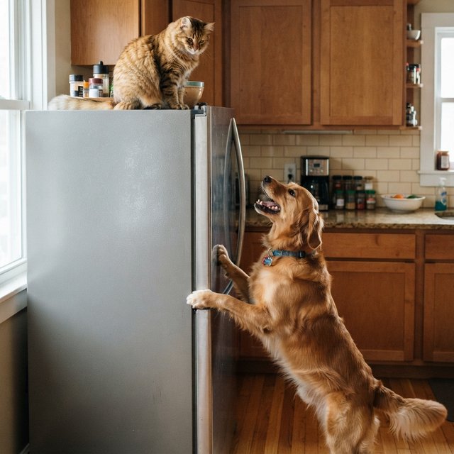 A cat sits on the top of a refrigerator calmly looking down at a barking dog. The dog is on his hind legs leaning on the fridge barking at the cat. — Nano Banana 2 Lite