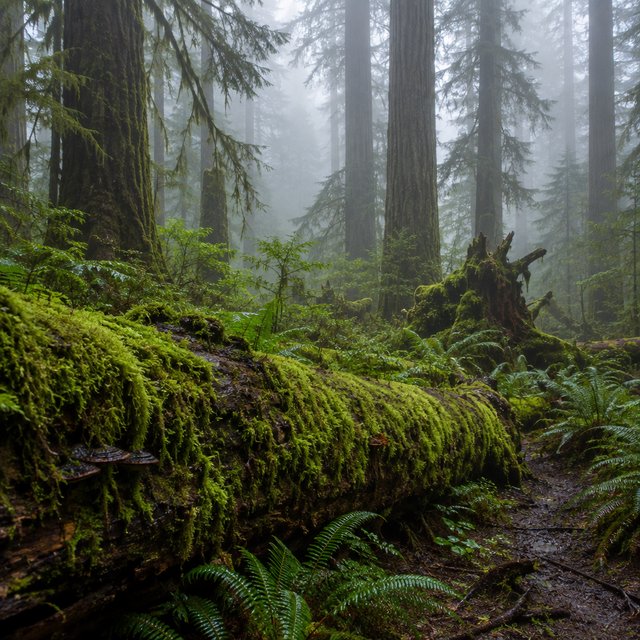 Old-growth temperate rainforest after rain, moss-covered fallen log, fog between the trunks, soft diffused light. — GPT Image 2.5 Flare