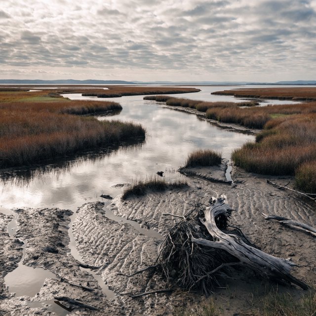 An expansive salt marsh at low tide under a pale overcast afternoon, winding channels reflecting silver sky between russet grasses, a weathered driftwood branch in the foreground, distant reeds and receding mud ridges revealing layered depth and wet natural texture. — Recraft v4 Pro