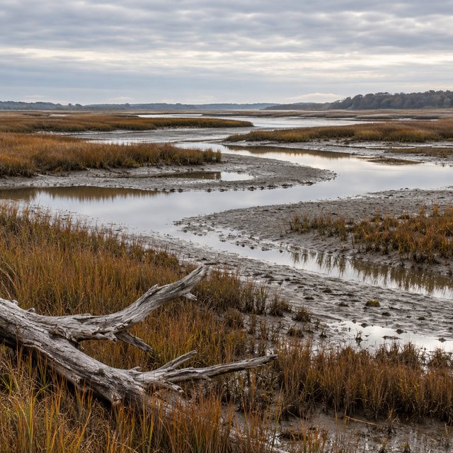 An expansive salt marsh at low tide under a pale overcast afternoon, winding channels reflecting silver sky between russet grasses, a weathered driftwood branch in the foreground, distant reeds and receding mud ridges revealing layered depth and wet natural texture. — GPT Image 2.5 Sunburst
