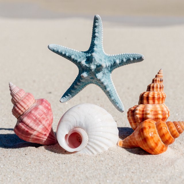 Exactly five seashells lie on pale sand: two pink shells on the left, one white shell in the center, and two orange shells on the right. A turquoise starfish sits above the center shell, nothing else. — Recraft v4 Pro