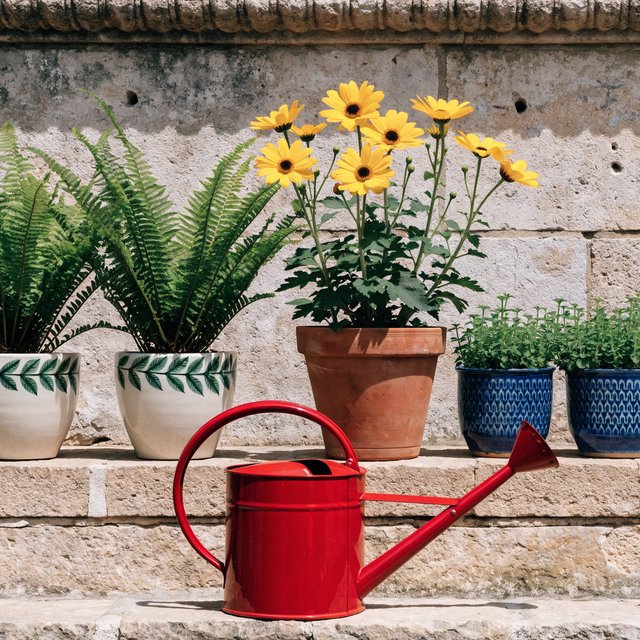 Exactly five potted plants stand on a stone ledge: two tall green ferns on the left, one flowering yellow plant in the center, and two small blue pots on the right. A red watering can sits below, nothing else. — Recraft v4 Pro