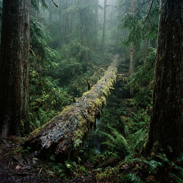 Between cedar trunks, a moss-covered fallen giant bridges a fern-filled ravine in steady dawn drizzle; shredded bark, rain-dark lichen, and tiny rivulets stand crisp nearby while successive trees dissolve into green mist. — Nano Banana 2 Lite